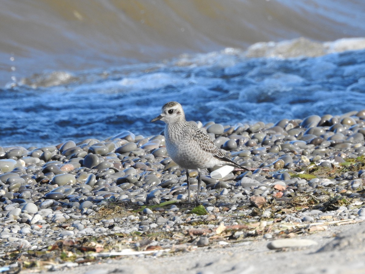 American Golden-Plover - ML642036933
