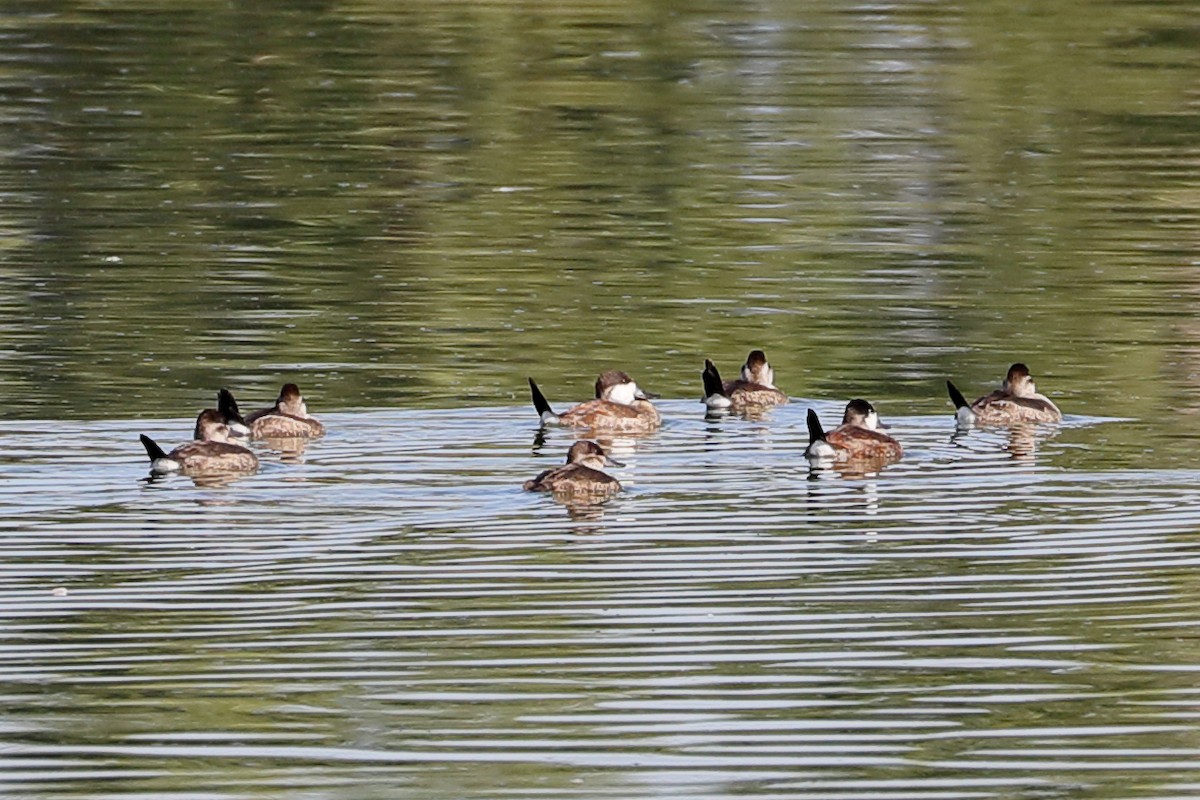 Ruddy Duck - ML642036939
