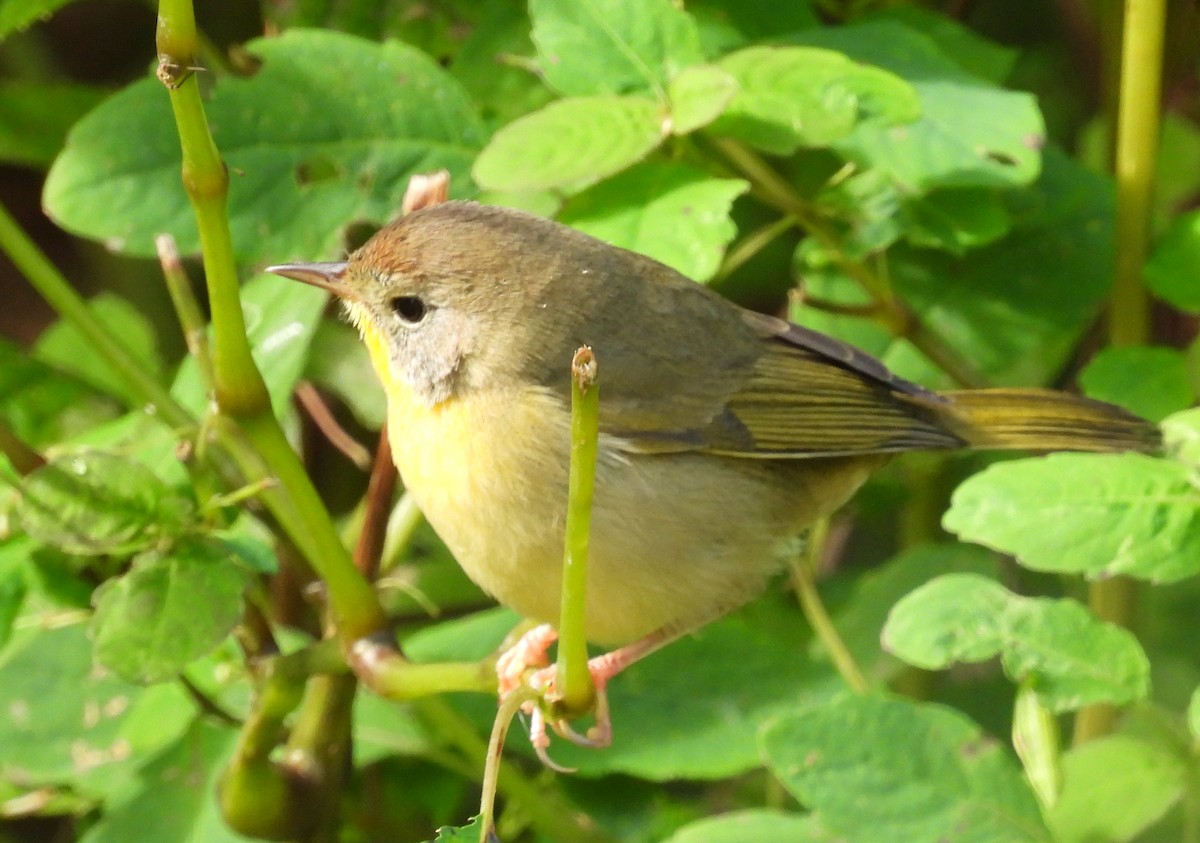 Common Yellowthroat - ML642036942