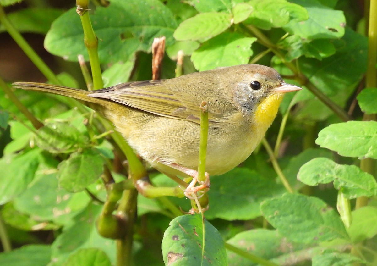 Common Yellowthroat - ML642036943