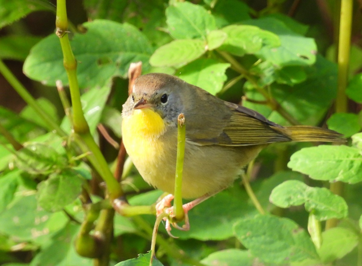 Common Yellowthroat - ML642036944