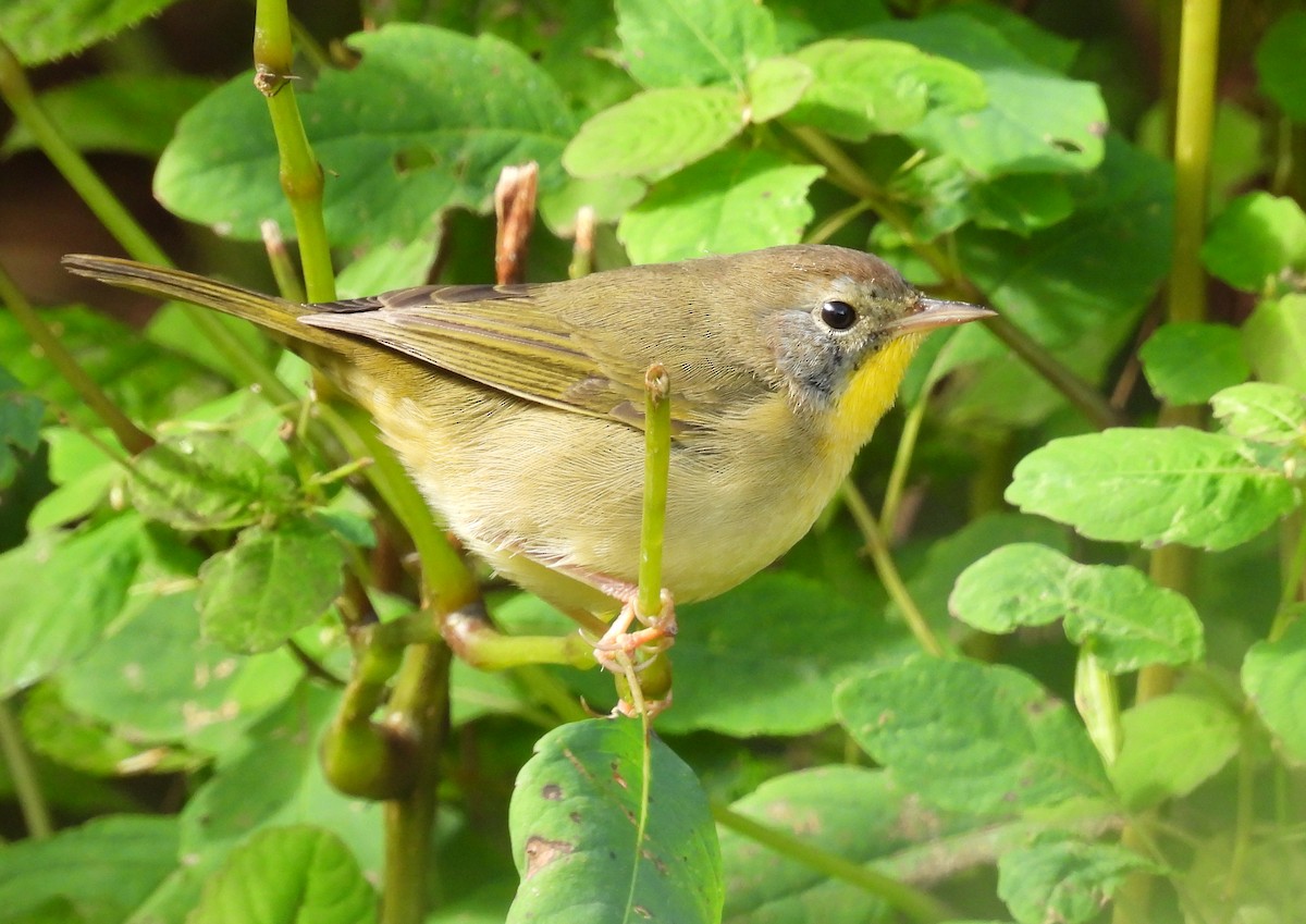Common Yellowthroat - ML642036945