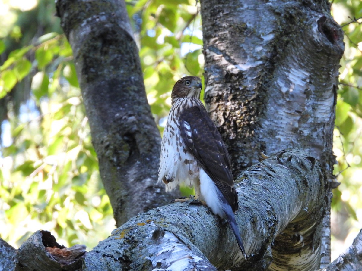Cooper's Hawk - ML642036947