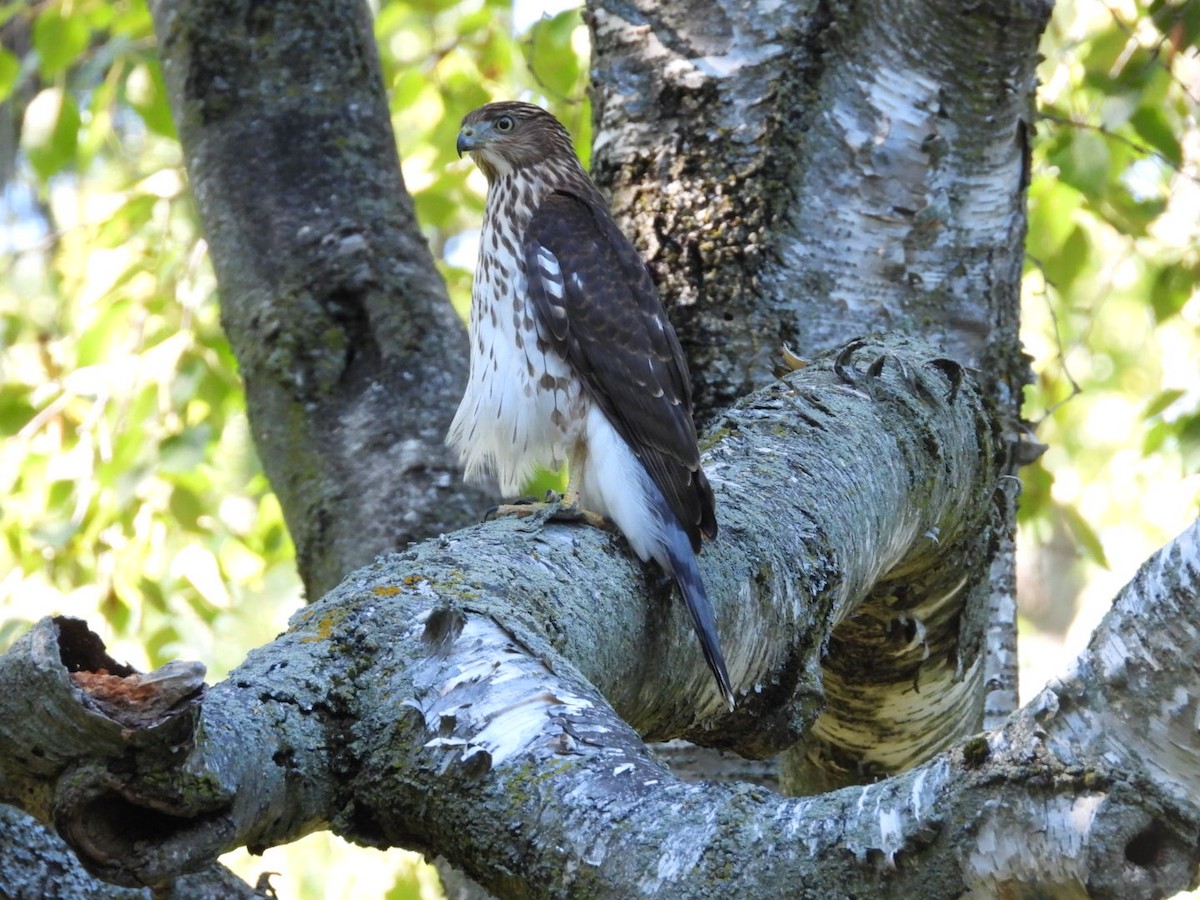 Cooper's Hawk - ML642036948