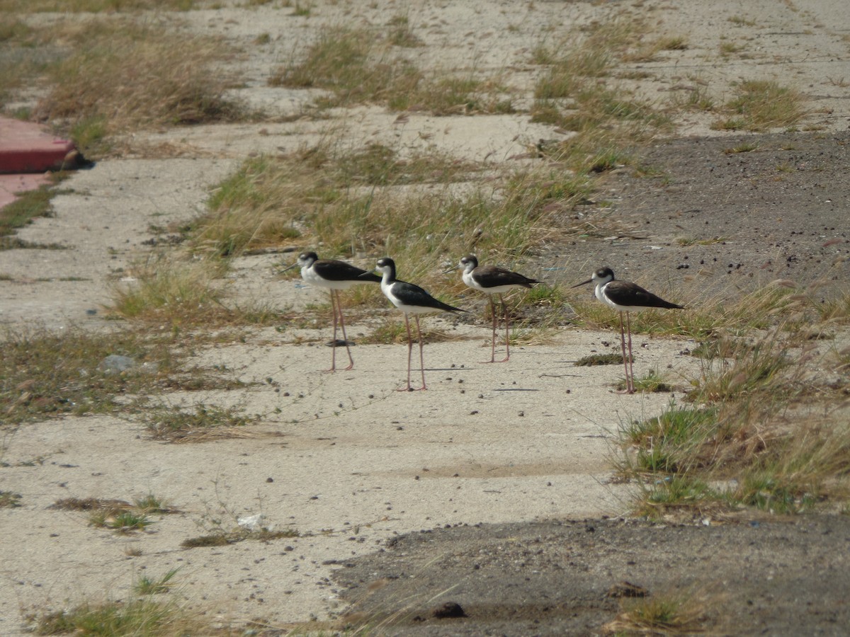 Black-necked Stilt - ML642036949