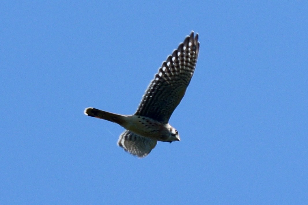 American Kestrel - ML642036953