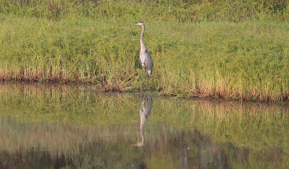 Great Blue Heron - ML642036955