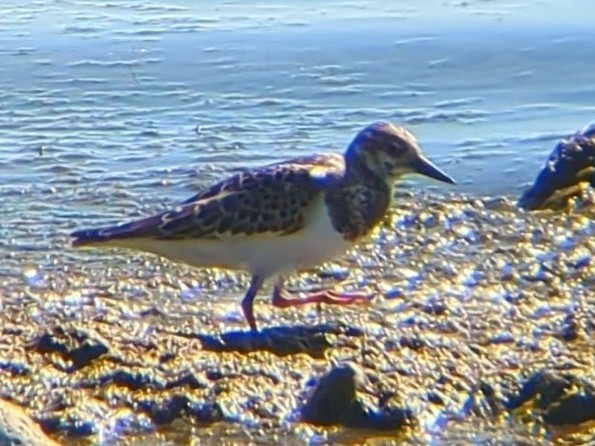 Ruddy Turnstone - ML642036957