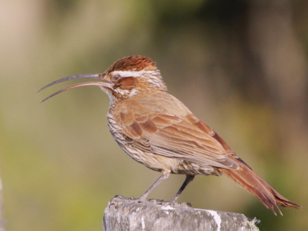 Scimitar-billed Woodcreeper - ML642036958