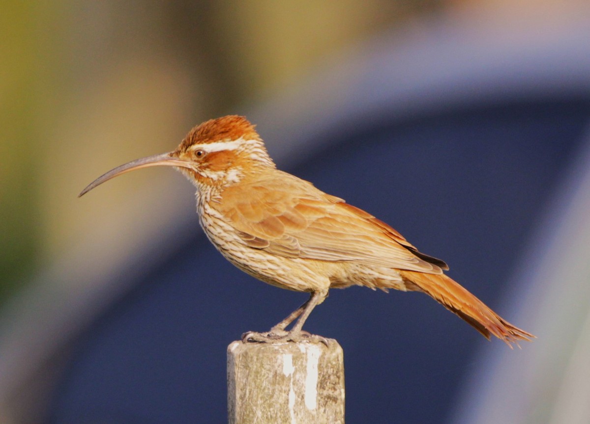 Scimitar-billed Woodcreeper - ML642036961