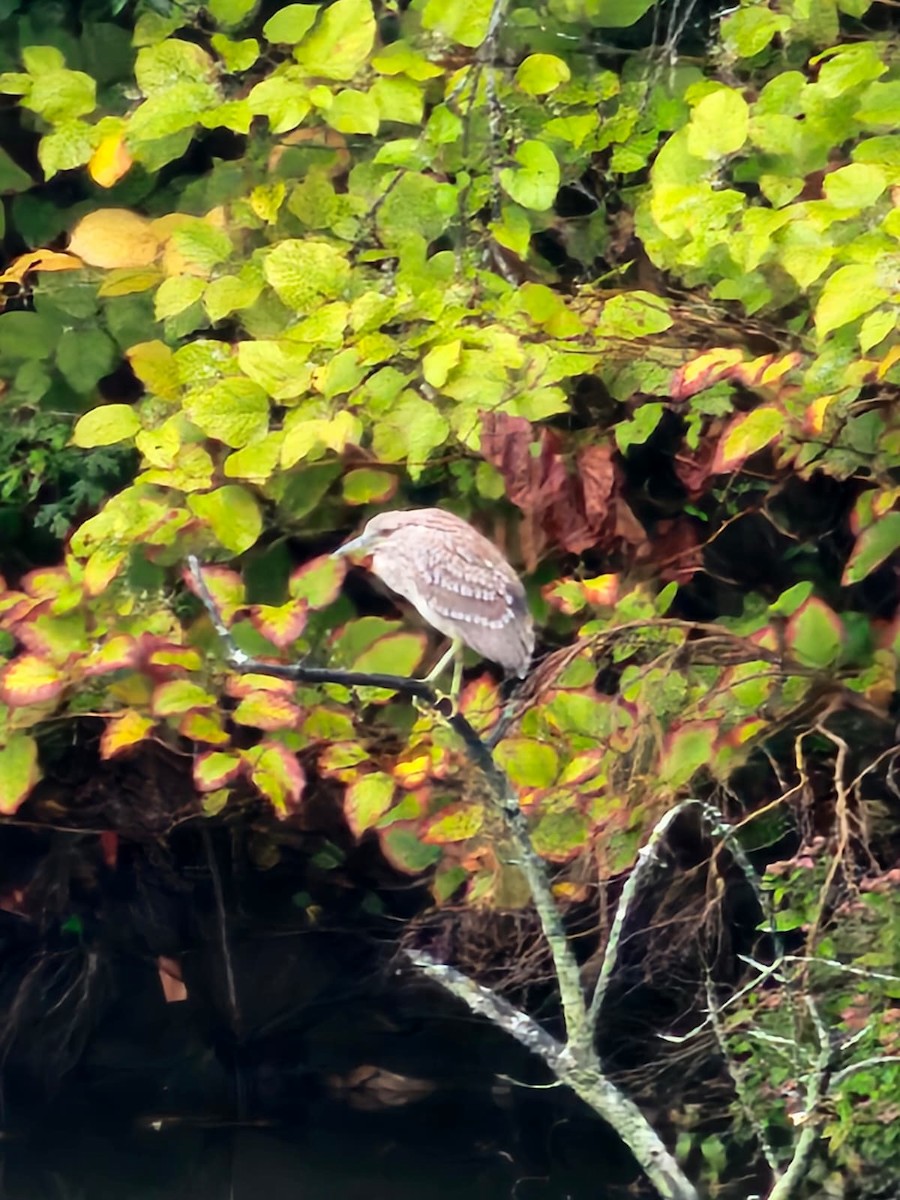 Black-crowned Night Heron - ML642036965