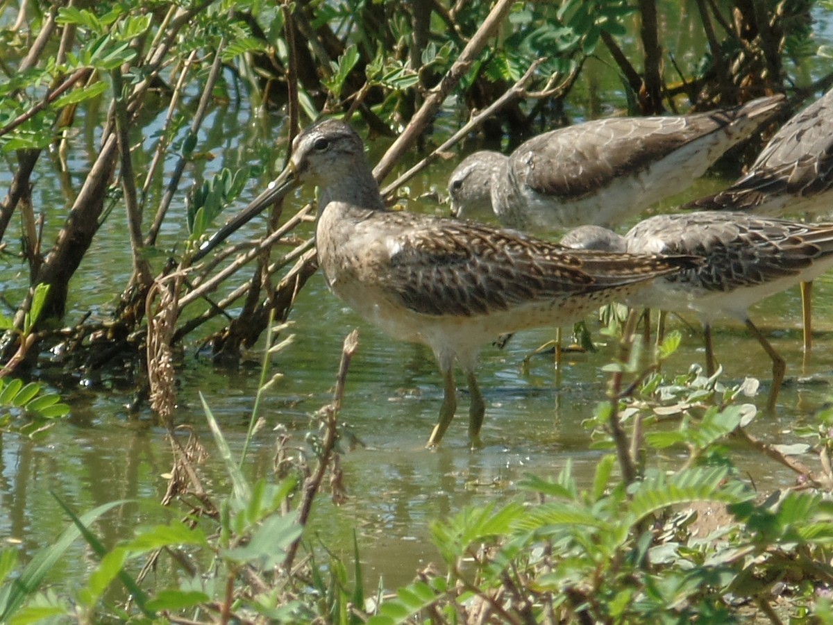Short-billed Dowitcher - ML642036968