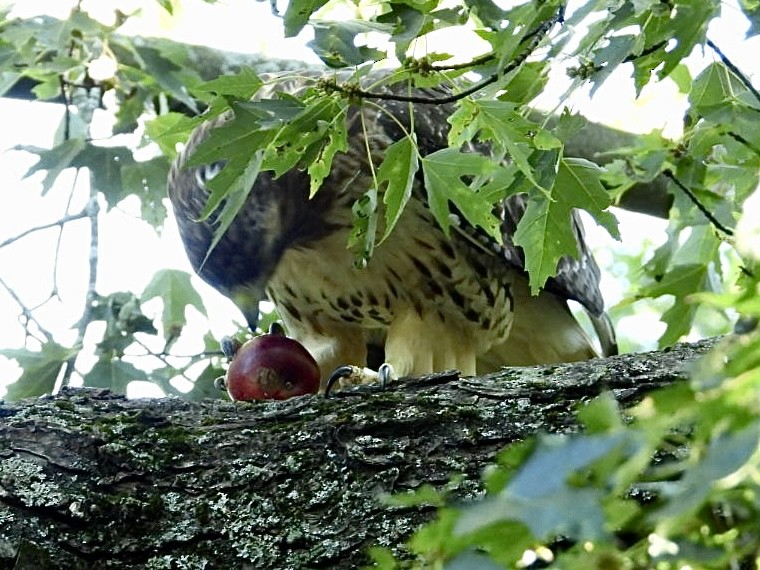 Red-tailed Hawk - ML642036970