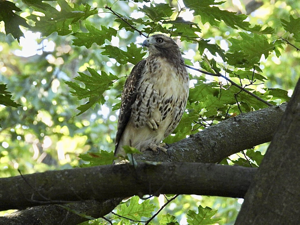 Red-tailed Hawk - ML642036971