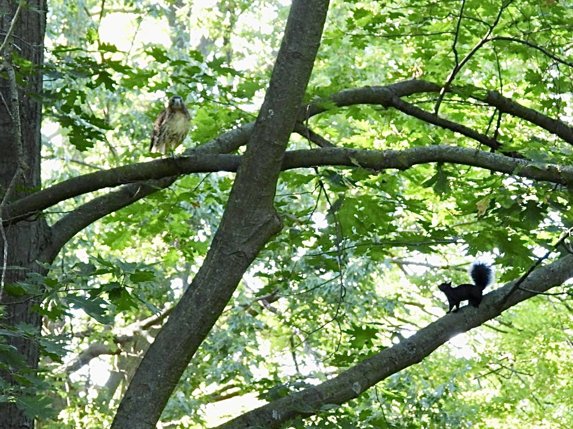 Red-tailed Hawk - ML642036972