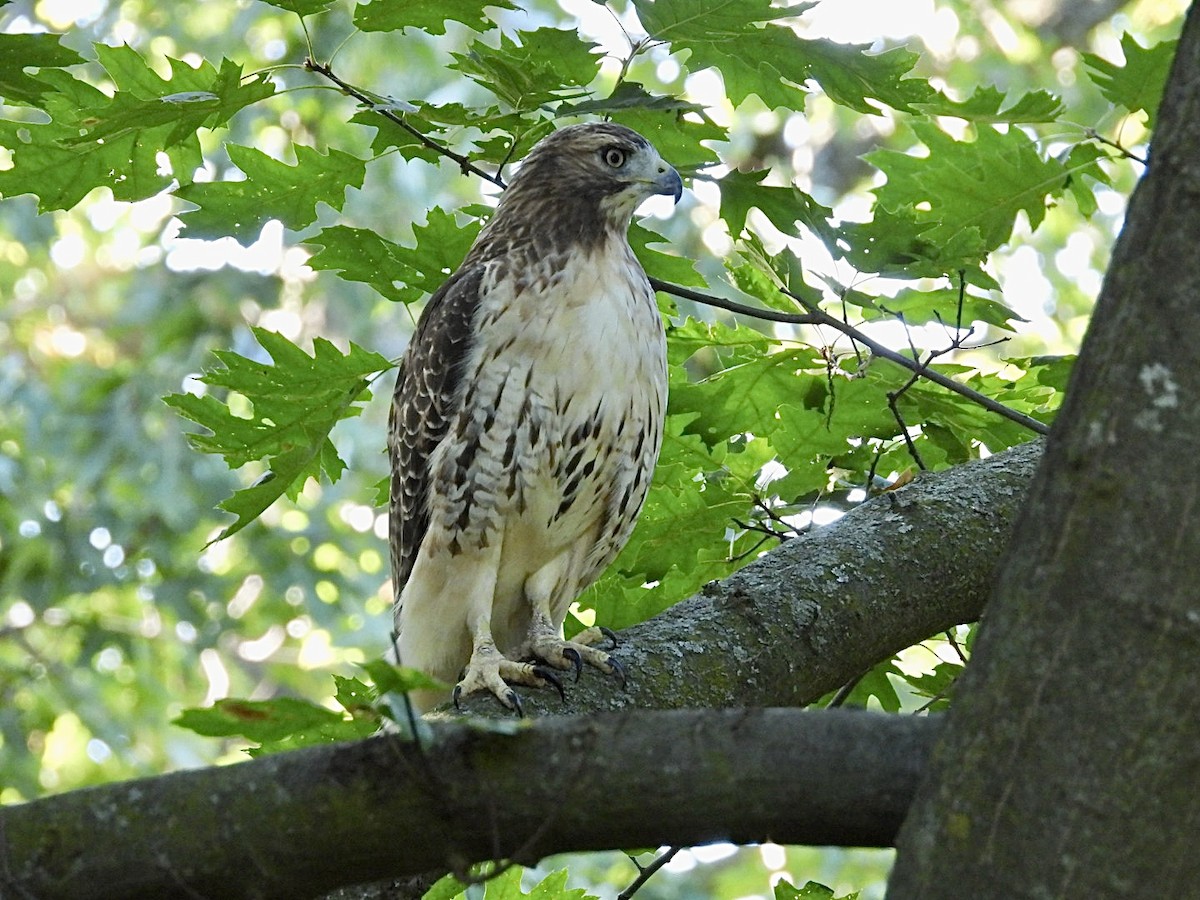 Red-tailed Hawk - ML642036973
