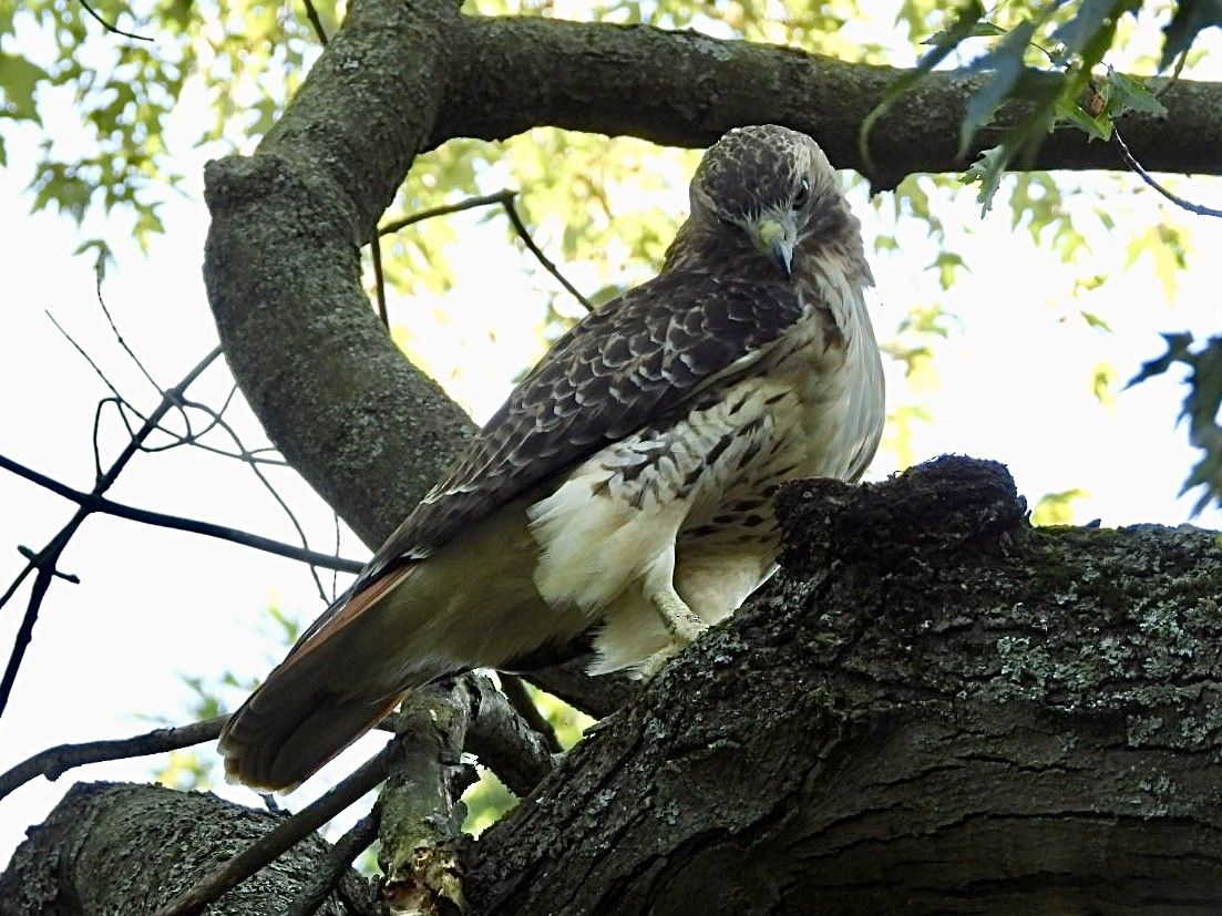 Red-tailed Hawk - ML642036974