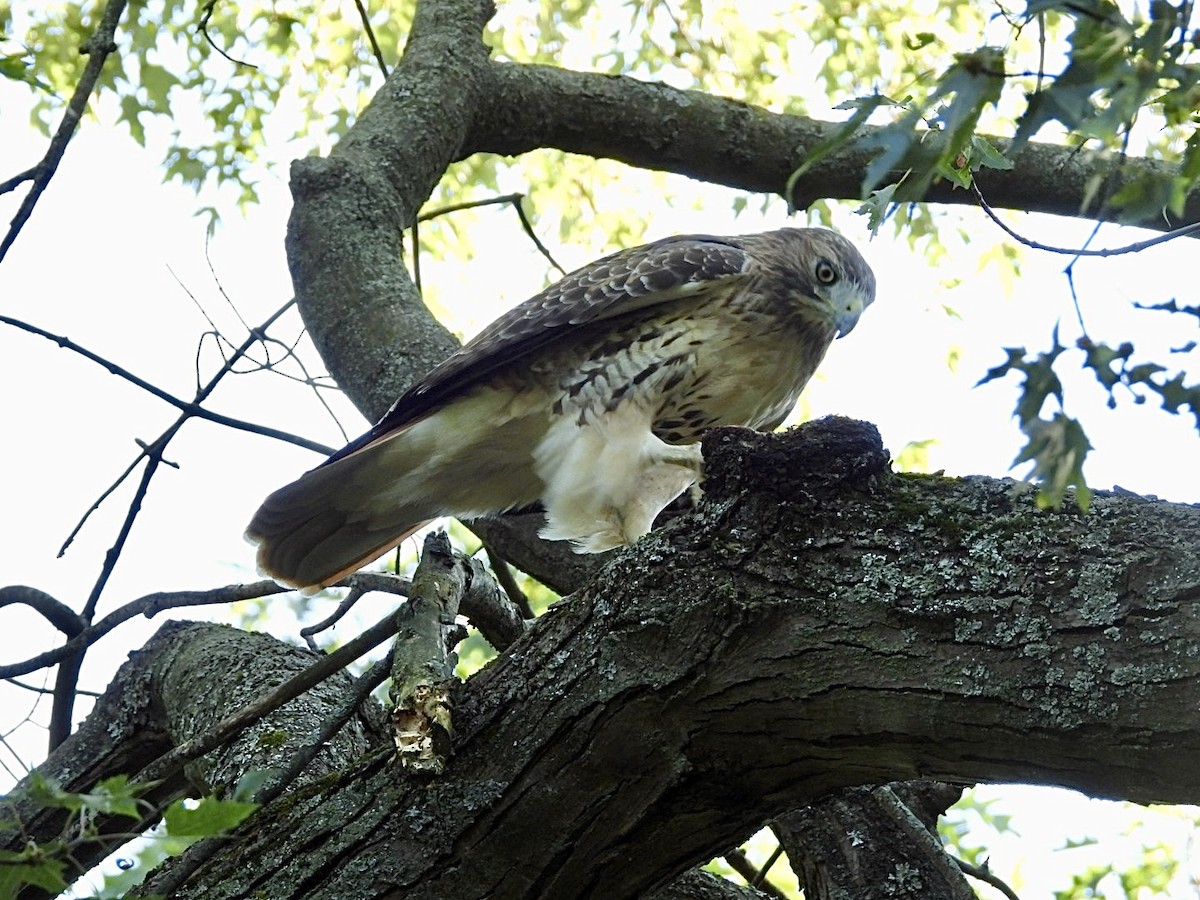 Red-tailed Hawk - ML642036975