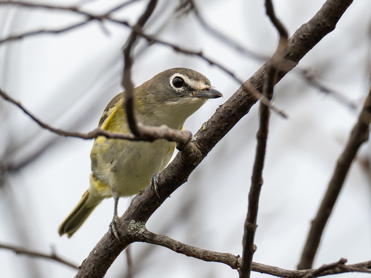 Blue-headed Vireo - ML642036977