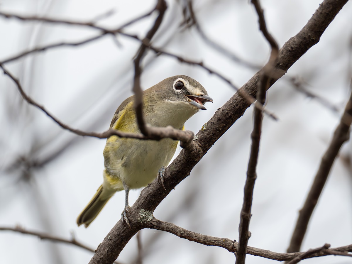 Blue-headed Vireo - ML642036978