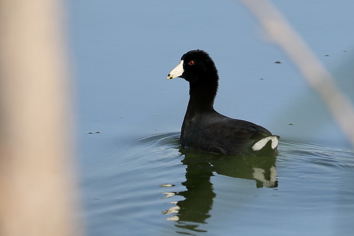American Coot - ML642036986