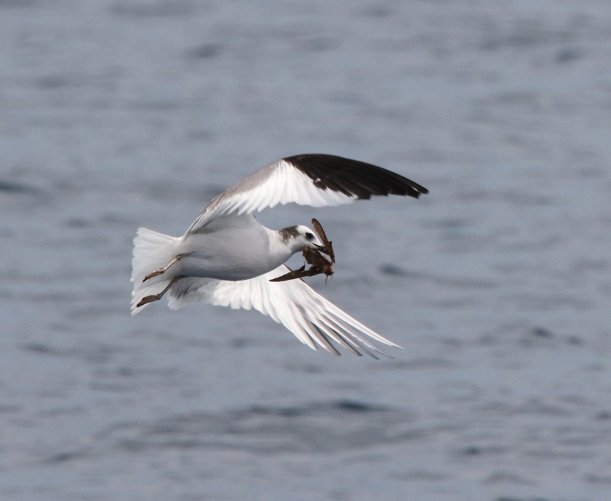 Sabine's Gull - ML642036987