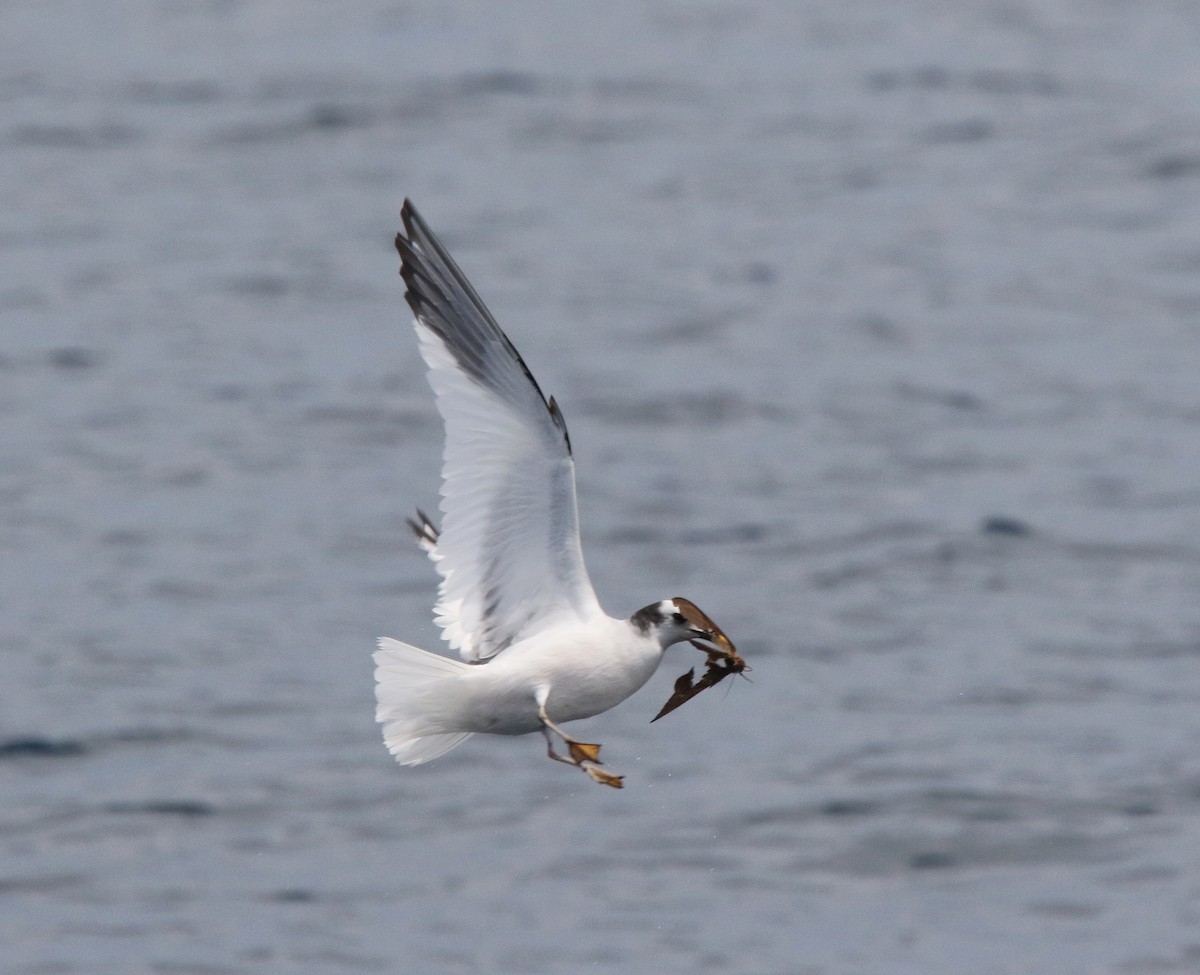 Sabine's Gull - ML642036989