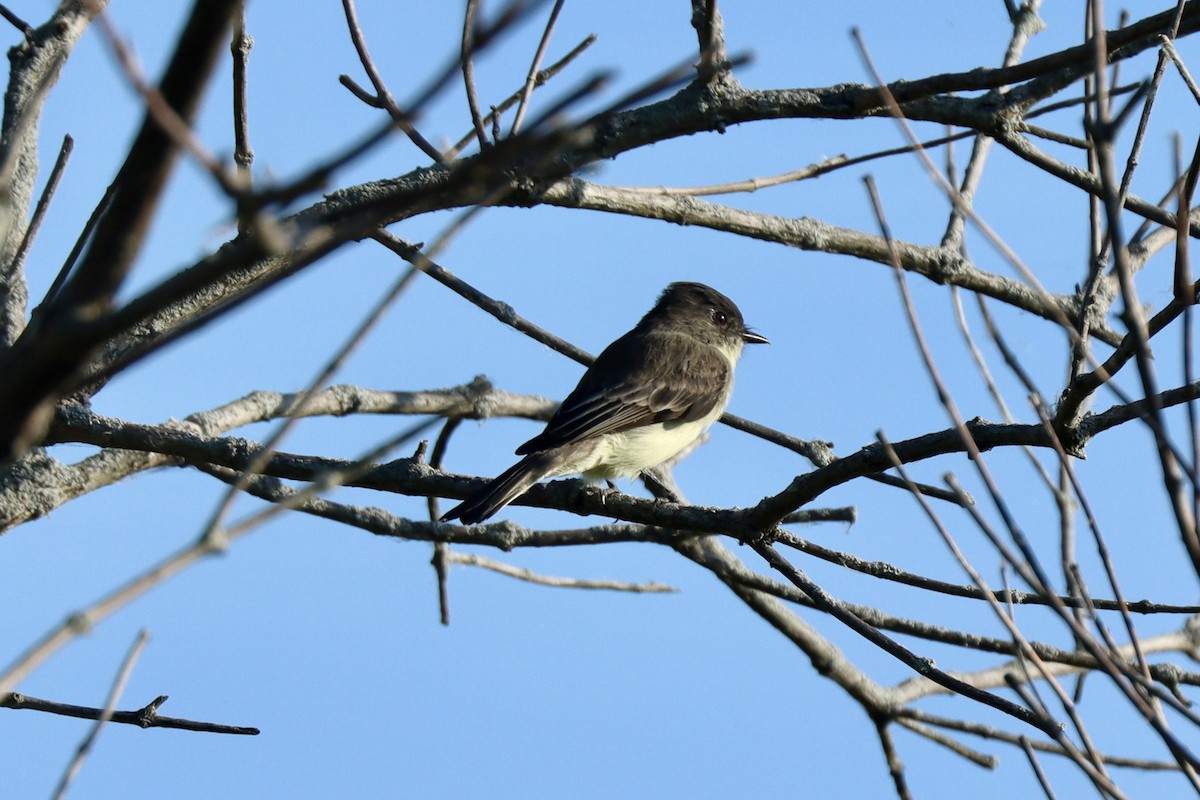 Eastern Phoebe - ML642036991