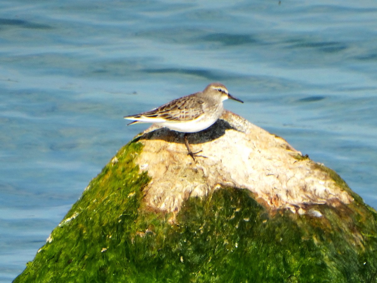 White-rumped Sandpiper - ML642036993