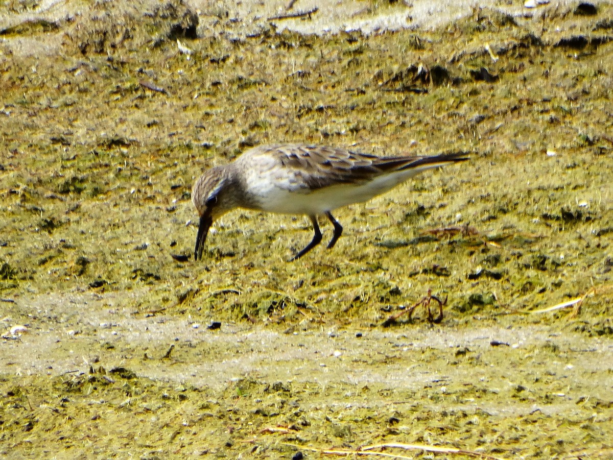 White-rumped Sandpiper - ML642036996