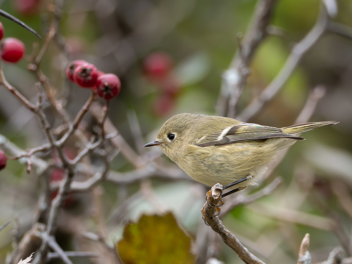 Ruby-crowned Kinglet - ML642036999