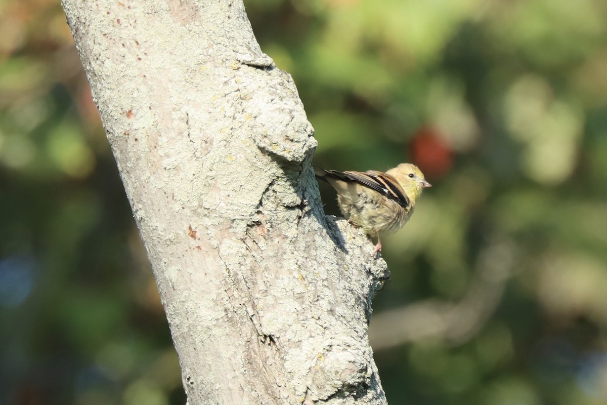 American Goldfinch - ML642037008