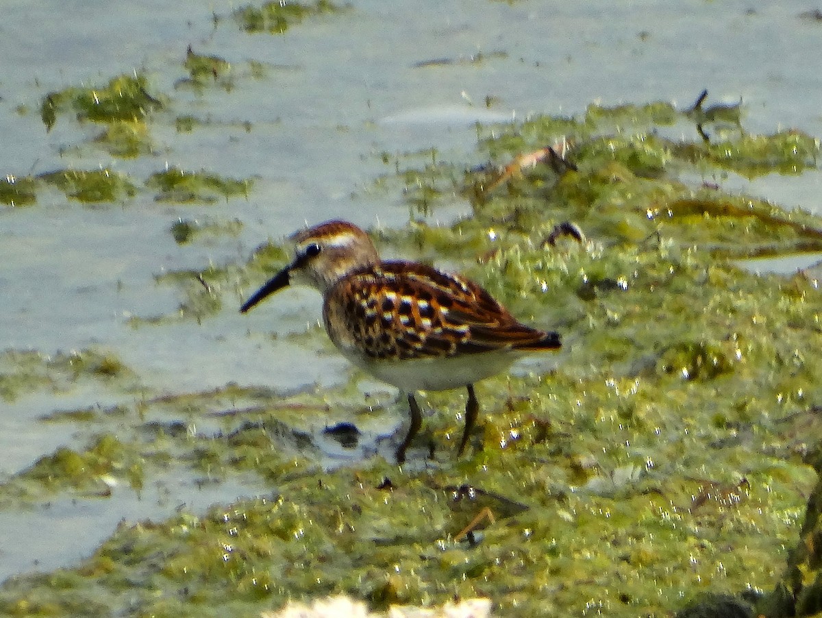 Least Sandpiper - ML642037009