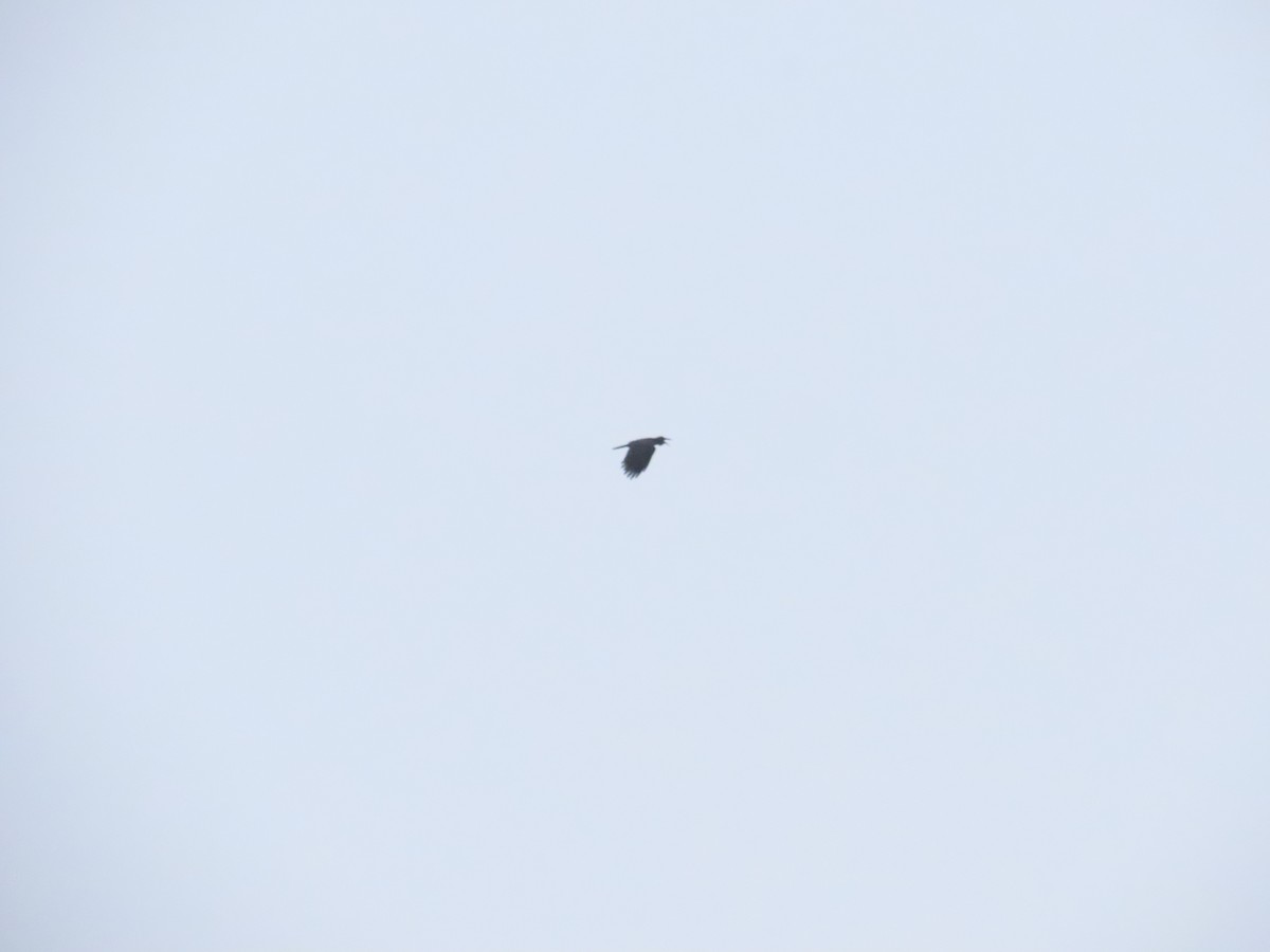 Sunda Crow - ML642037013