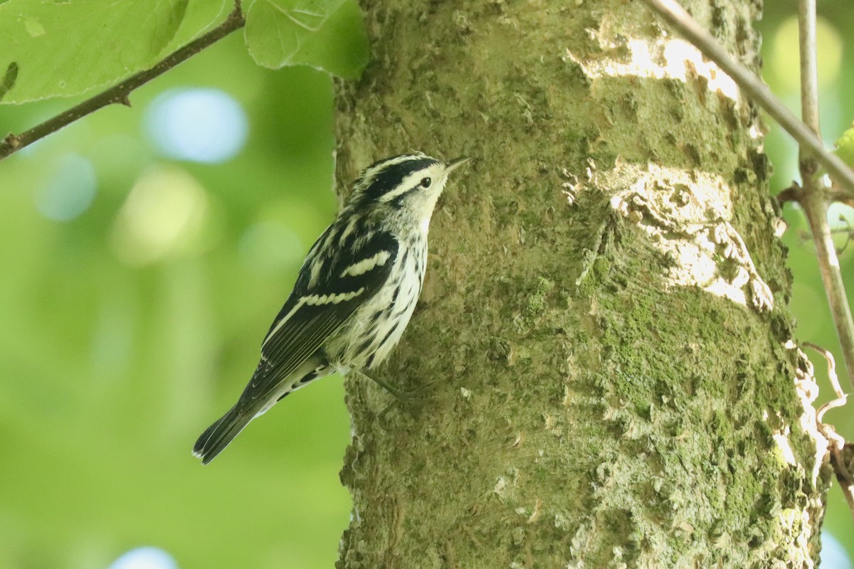Black-and-white Warbler - ML642037022