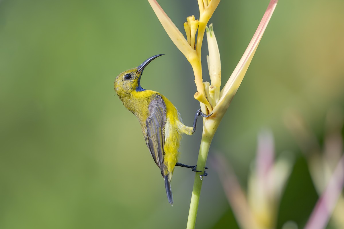 Ornate Sunbird - ML642037026