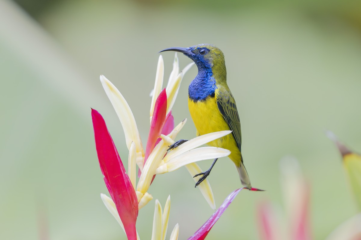 Ornate Sunbird - ML642037027