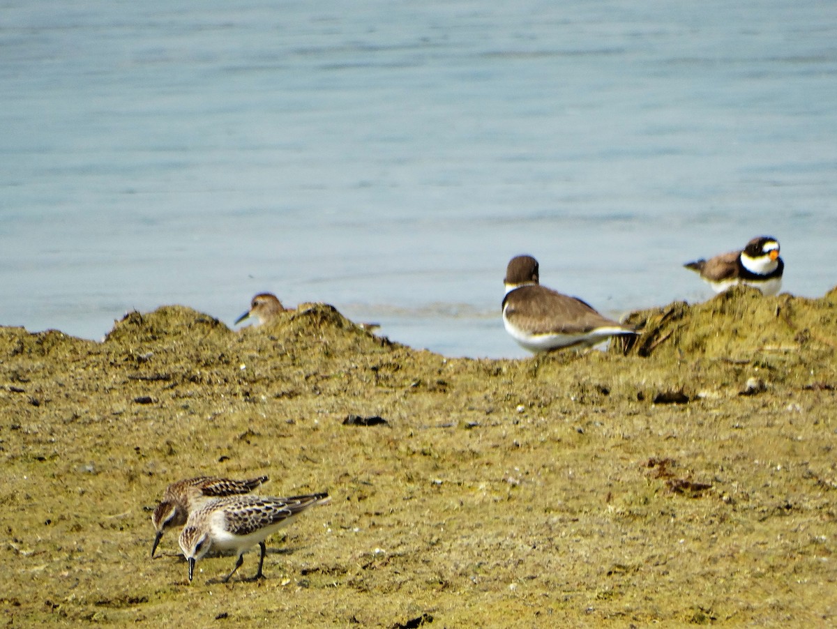 Semipalmated Plover - ML642037031