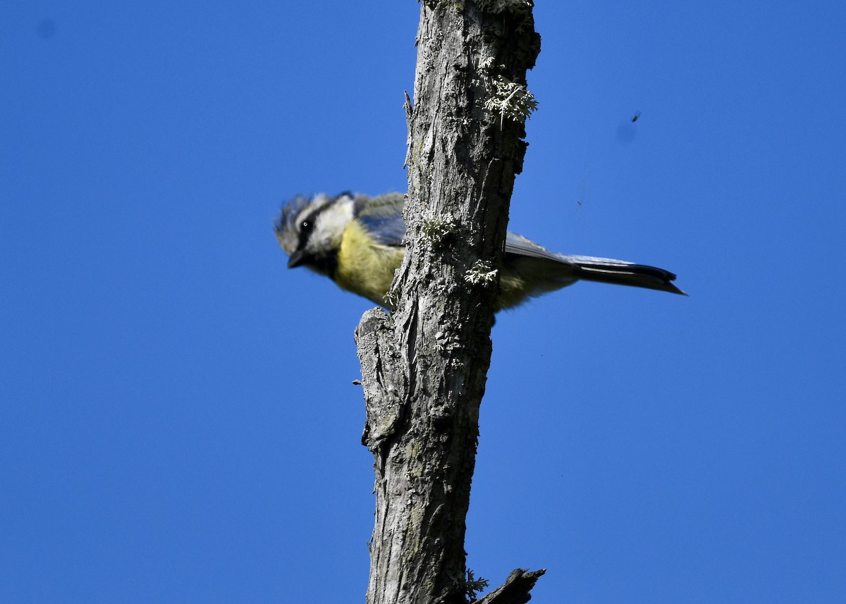 Eurasian Blue Tit - ML642037033