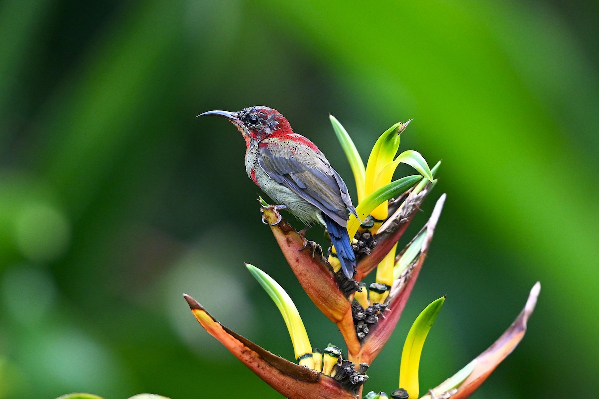 Crimson Sunbird - ML642037037