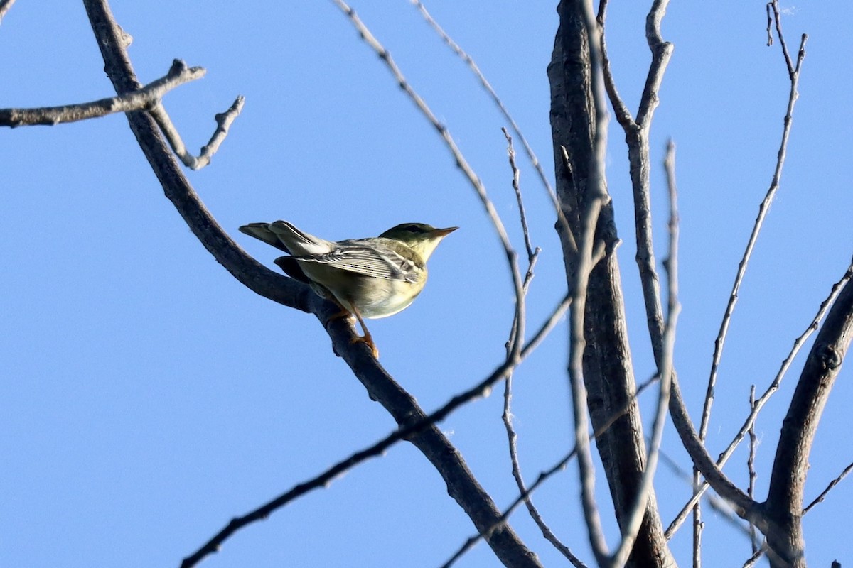 Blackpoll Warbler - ML642037040