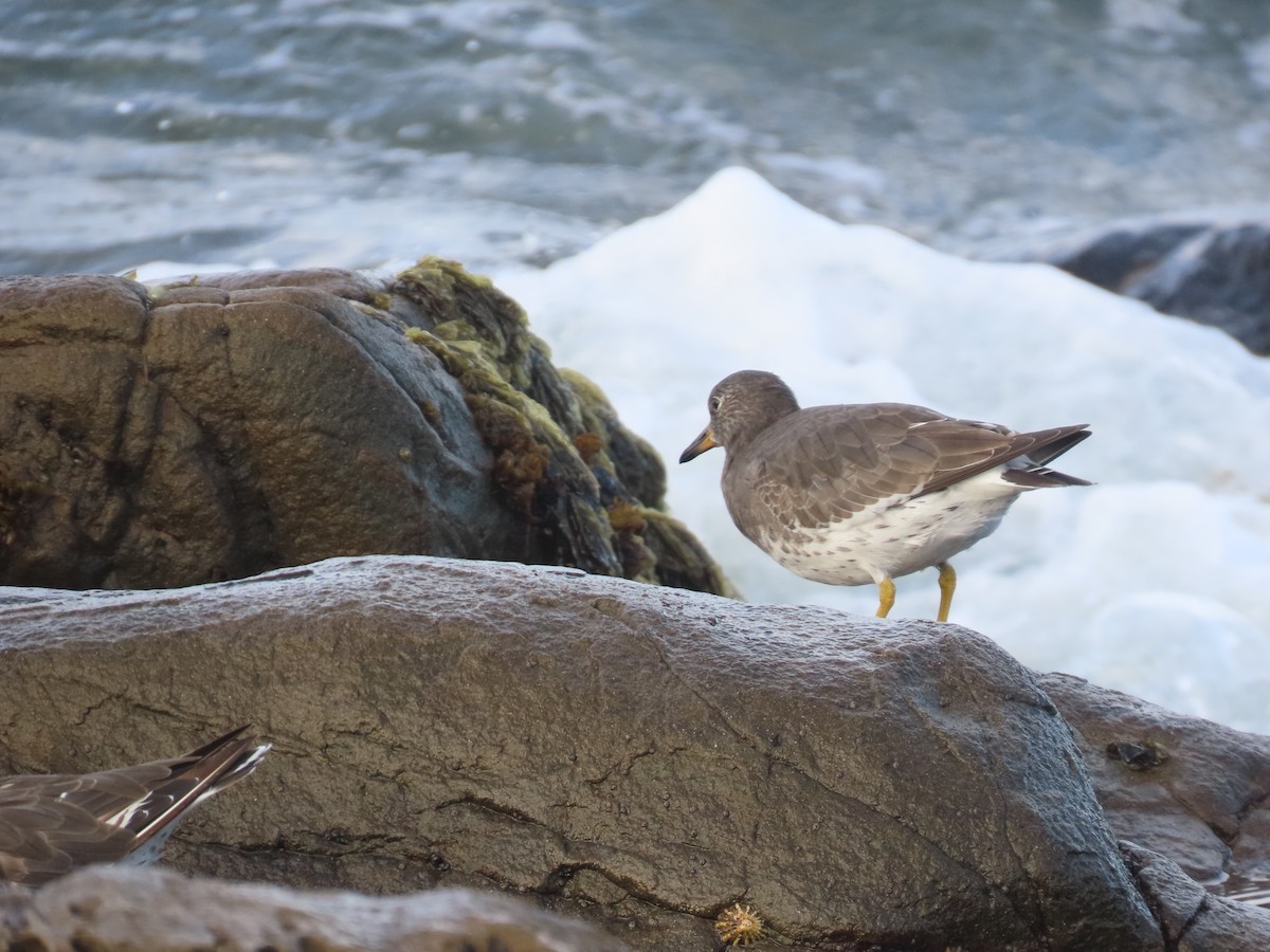 Surfbird - ML642037069
