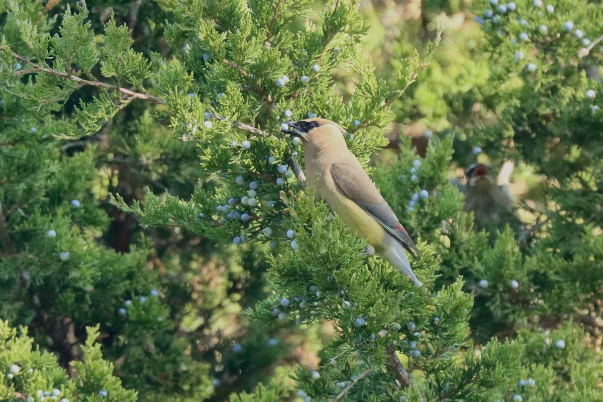 Cedar Waxwing - ML642037078