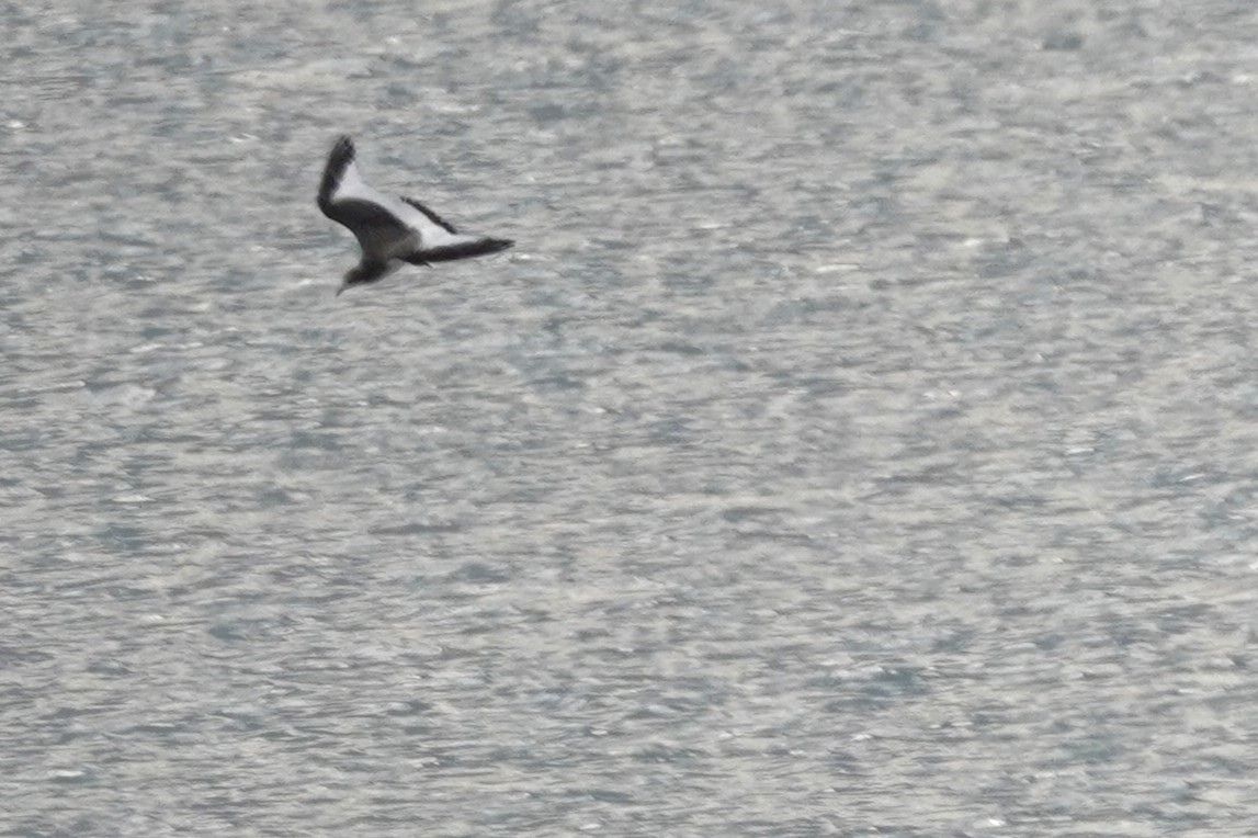 Sabine's Gull - ML642037079