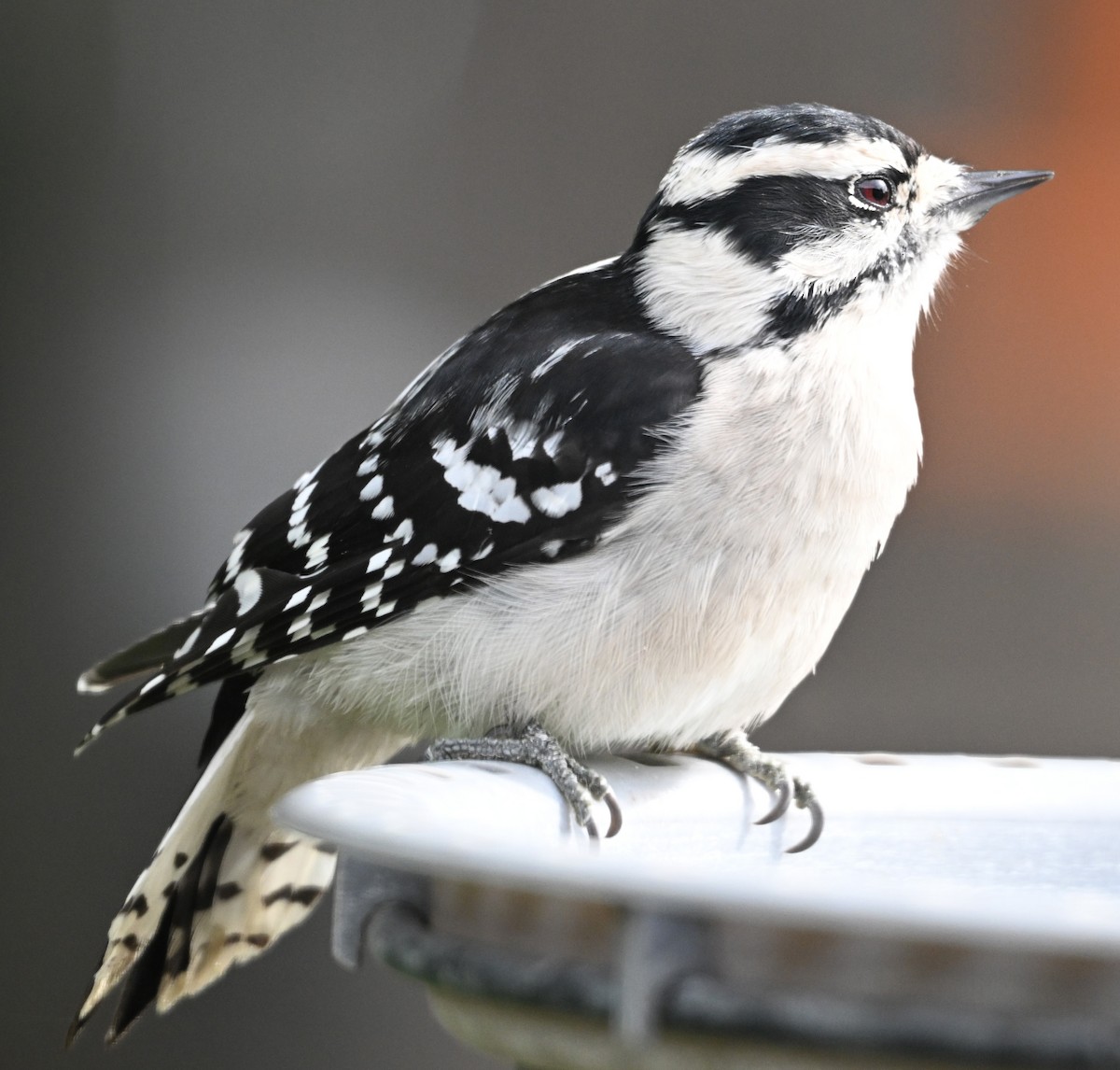 Downy Woodpecker - ML642037080