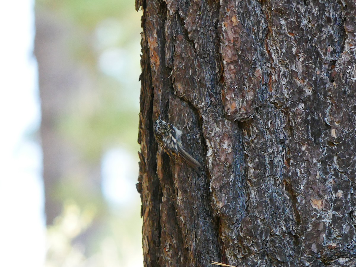 Brown Creeper - ML642037081