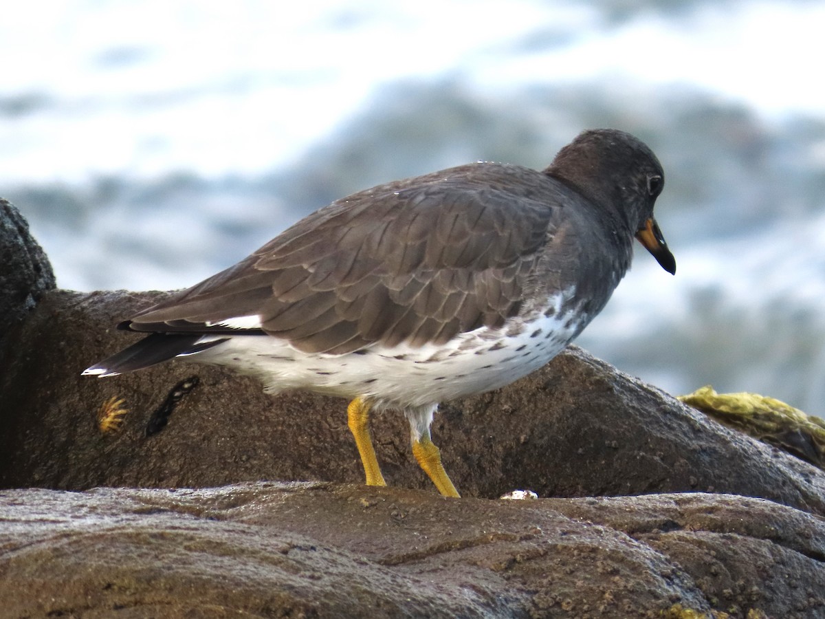 Surfbird - ML642037113