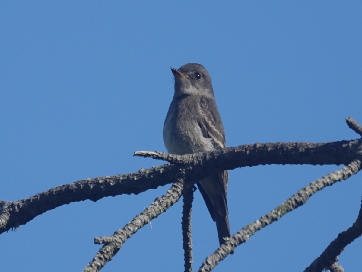 Western Wood-Pewee - ML642037129