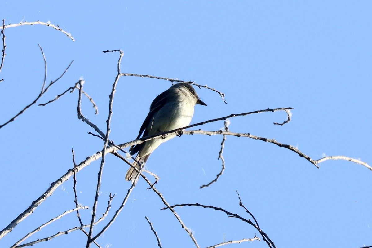 Eastern Wood-Pewee - ML642037139