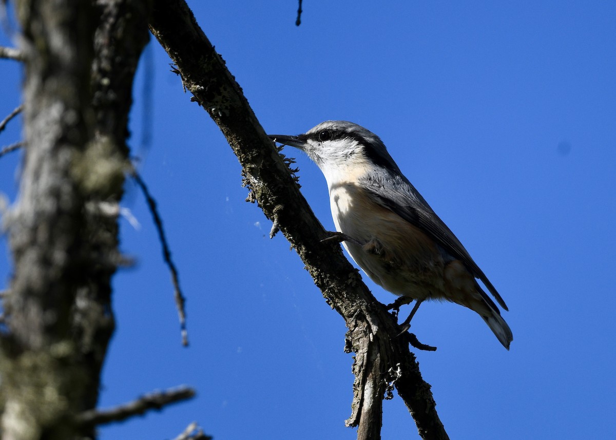 Garrapo eurasiarra - ML642037140